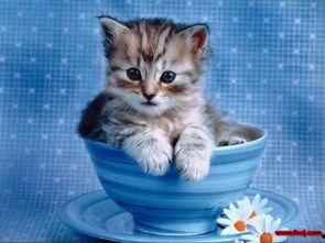 小猫可以吃蜜瓜嘛视频讲解,蜜瓜对猫咪友好吗？小猫可以吃蜜瓜吗？