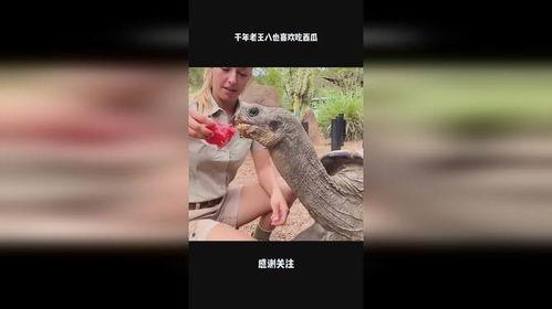 老王八吃瓜视频大全集,揭秘娱乐圈幕后真相