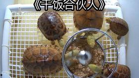 养殖场吃瓜视频