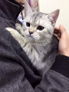 狗狗吃瓜素材视频大全高清